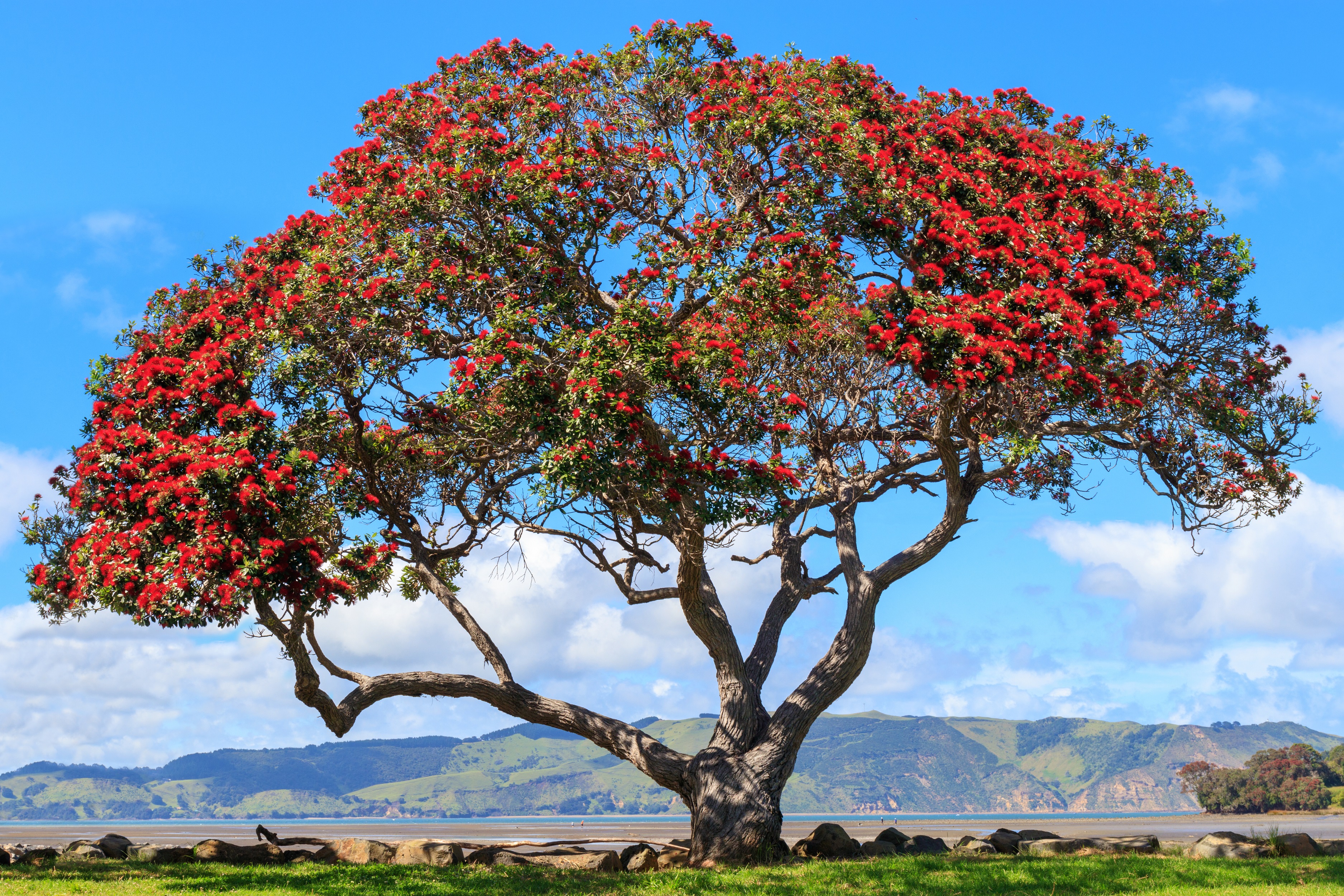 A Christmas tree in bloom